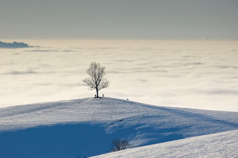 Diverse Landscape